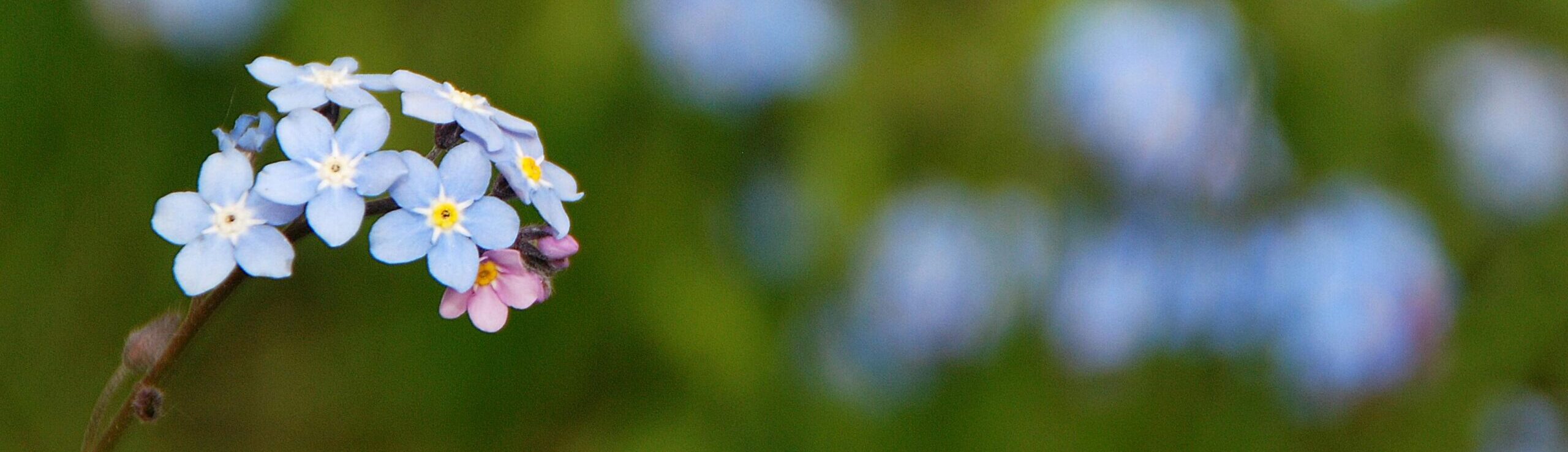 Een foto van een paar kleintje, blauwe bloemetjes: de vergeet-me-nietjes Deze zijn symbool van Alzheimer Nederland, een ziekte waarbij ook geheugenschade optreedt.